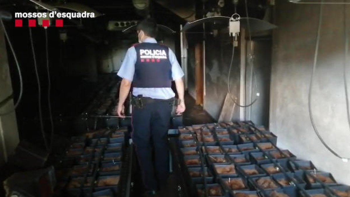 Un incendio en una casa permite desmantelar un cultivo de más de 1.000 plantas de marihuana