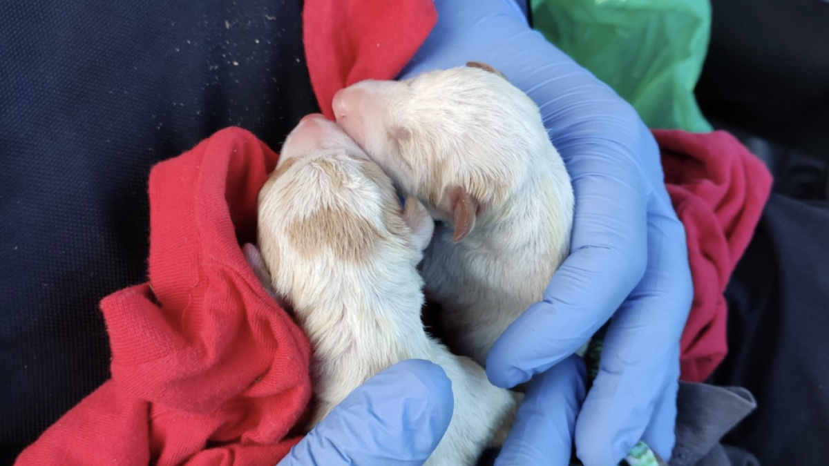 Abandonen a cinc cadells acabats de néixer en un contenidor de Reus