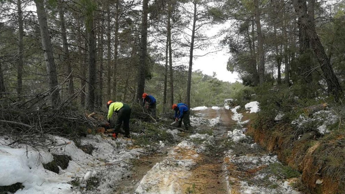 El Parque Natural de los Ports impulsa actuaciones urgentes para reparar daños del Gloria