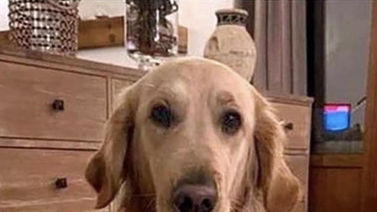 Denunciado por alquilar perros a la gente para poder pasear a pesar de estado de alarma