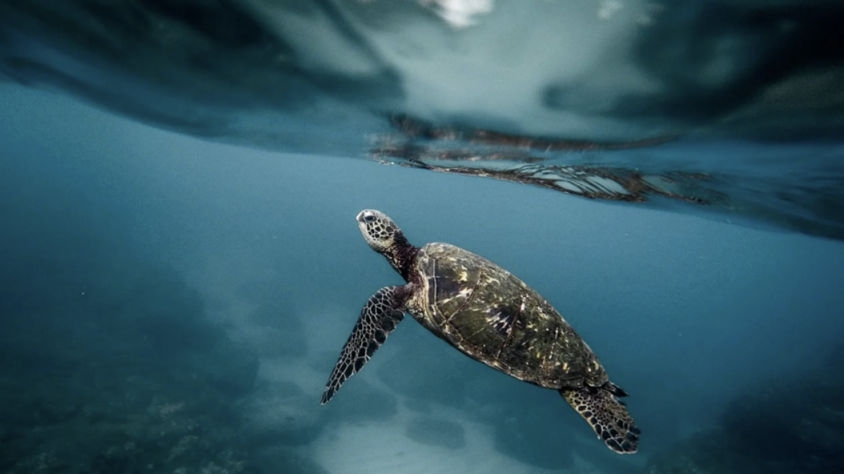 Mor una nena de 5 mesos després d'ingerir sang de tortuga per evitar el coronavirus