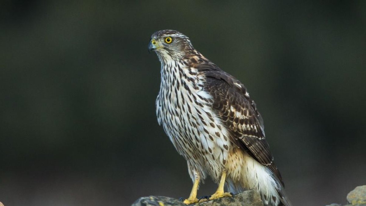 Confirmat un cas de virus del Nil Occidental a Catalunya en un ocell rapinyaire al Segrià