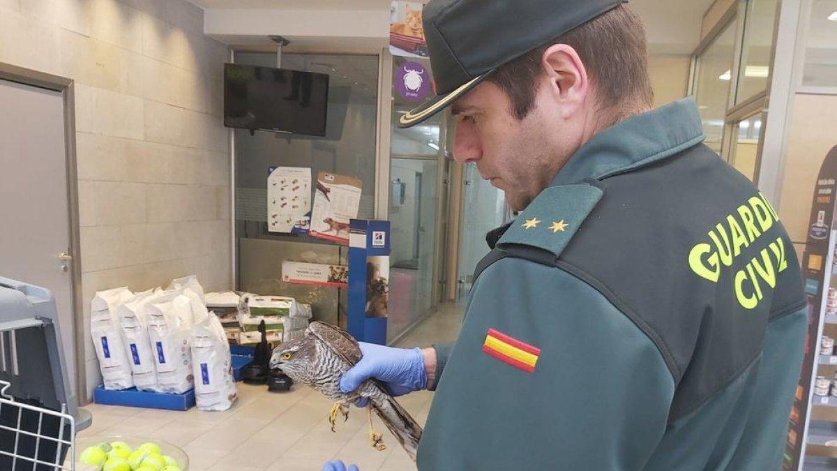 La Guardia Civil rescata un gavilán en Banyeres del Penedès