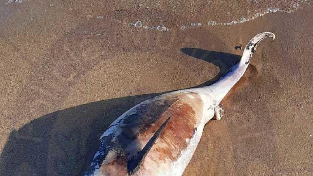 Troben un dofí mort a la platja de Coma-ruga