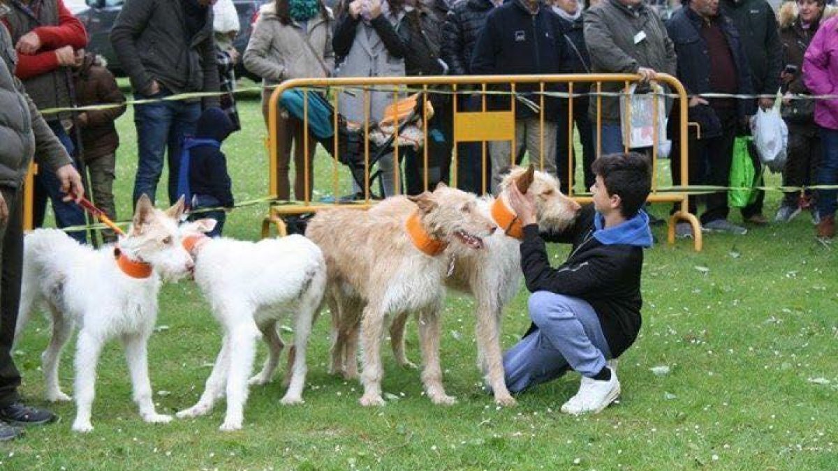 Arrecal denuncia una protectora de Tarragona per «apropiació indeguda» d'un gos d'un caçador