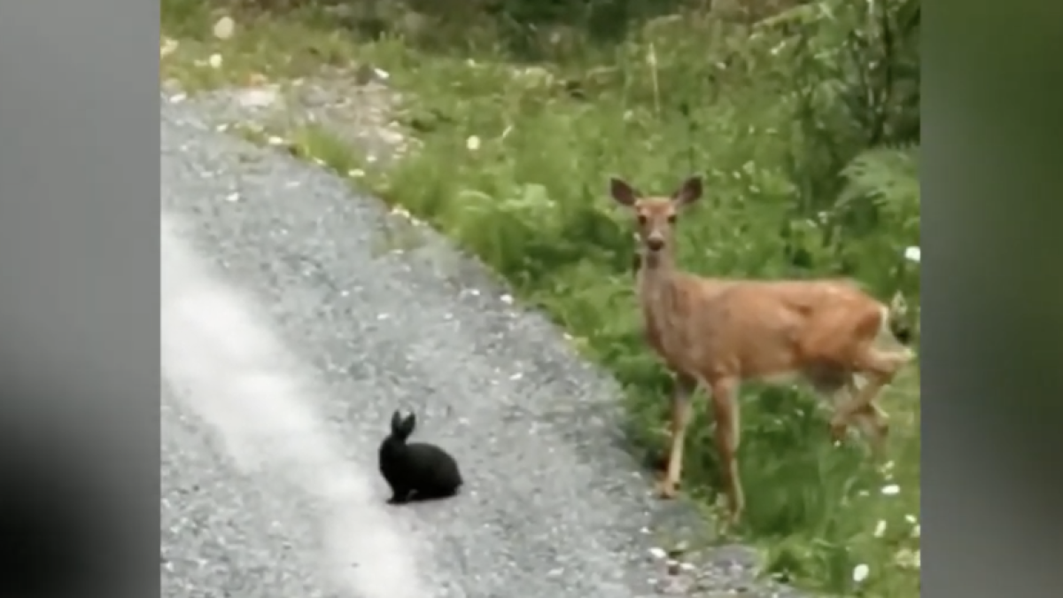 Cuando la naturaleza imita Disney: Bambi i Tambor a la vida real