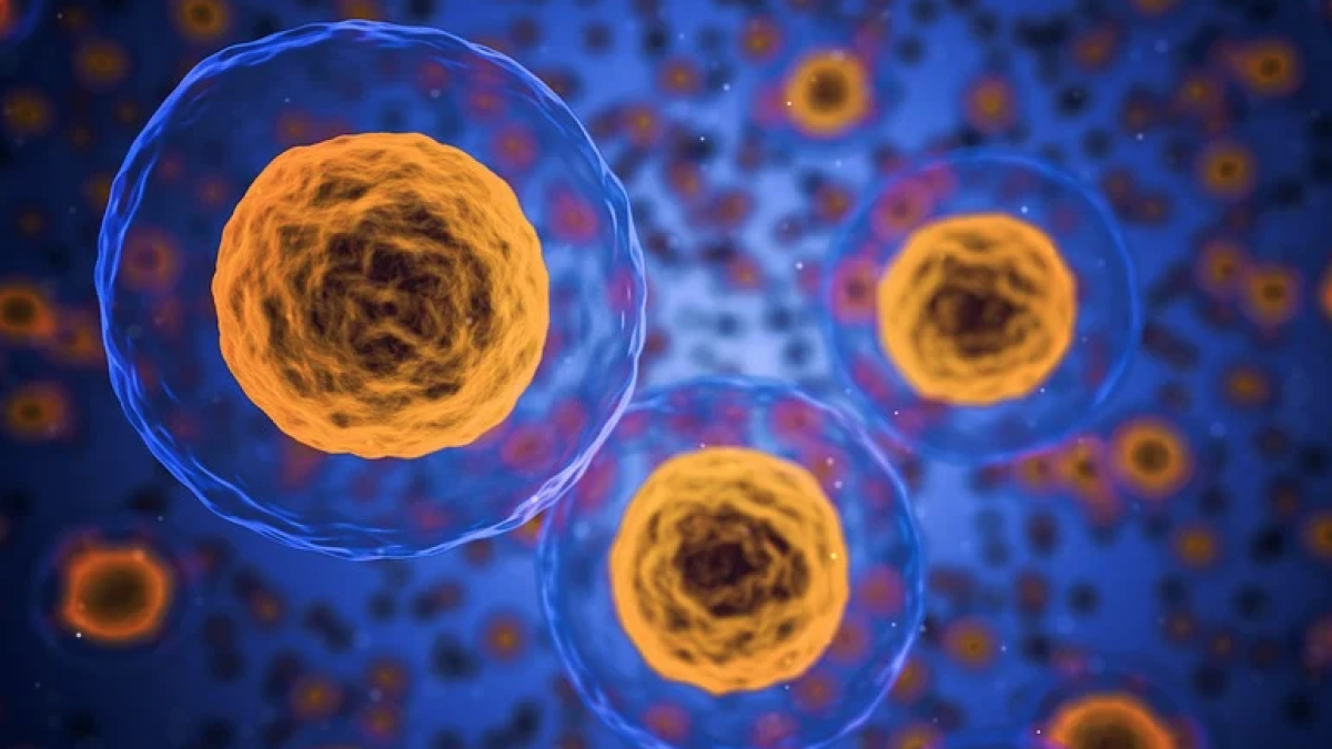 cos humà, cèl·lules