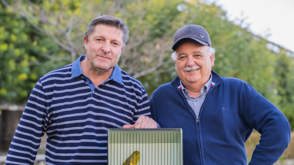 El millor canari  del món és tarragoní