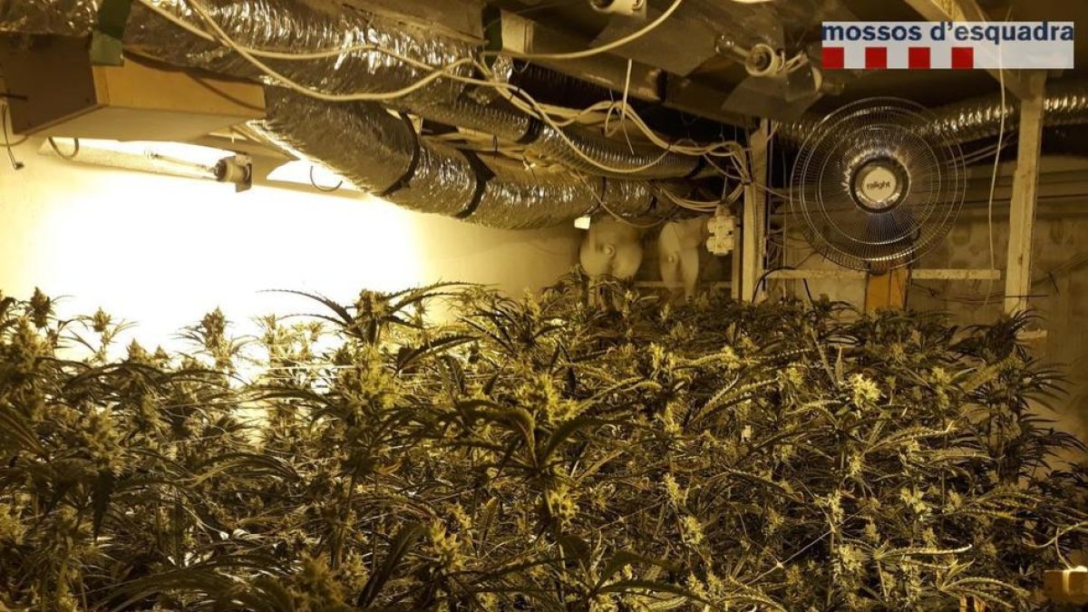 A prisión un vecino de Tortosa que cultivaba un millar de plantas de marihuana en su chalet