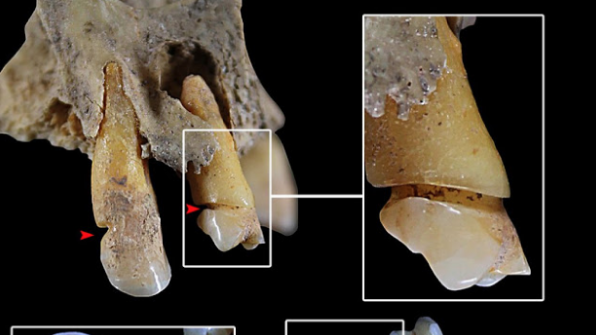 Els treballs especialitzats per sexes ja existien fa gairebé 4.000 anys, segons l'IPHES