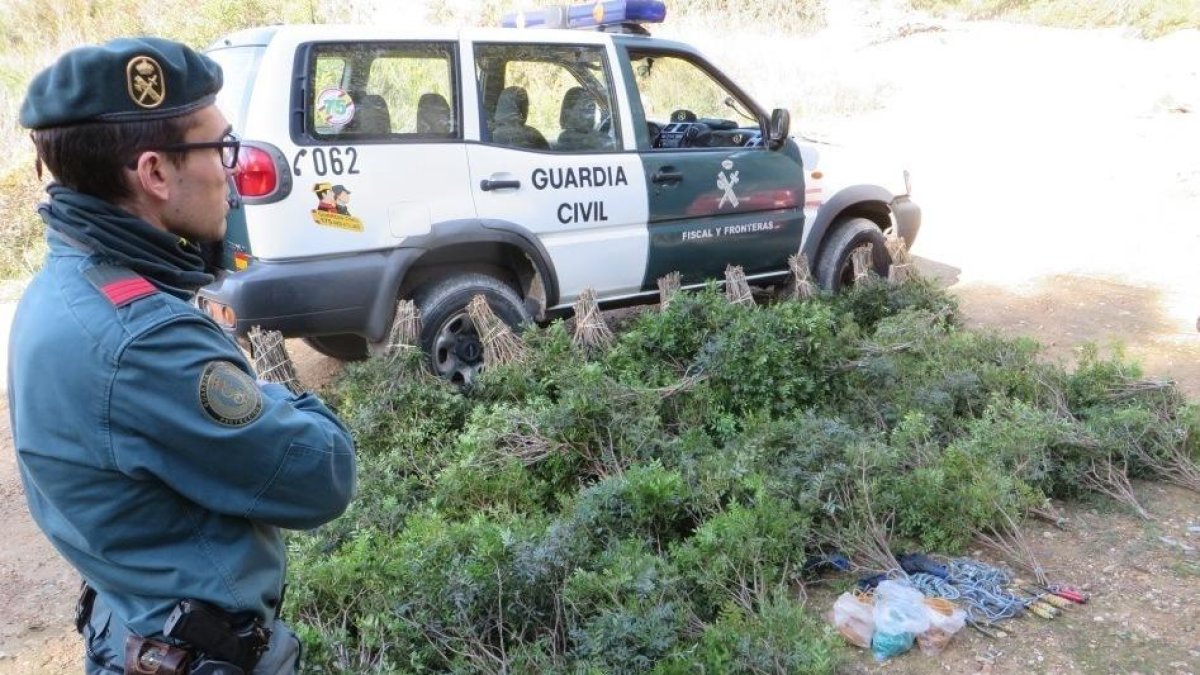 Confiscats més de 100 quilos de llentiscle recol·lectats a Amposta sense autorització