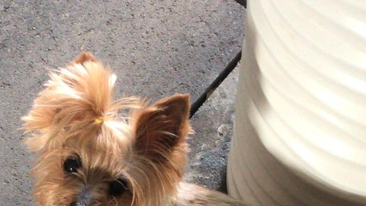 Busquen una gossa perduda a la zona del Serrallo, a Tarragona