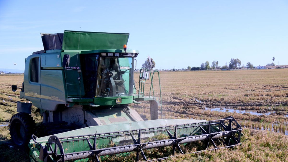 El Delta del Ebro acelera una campaña de siega del arroz extraordinariamente tardía