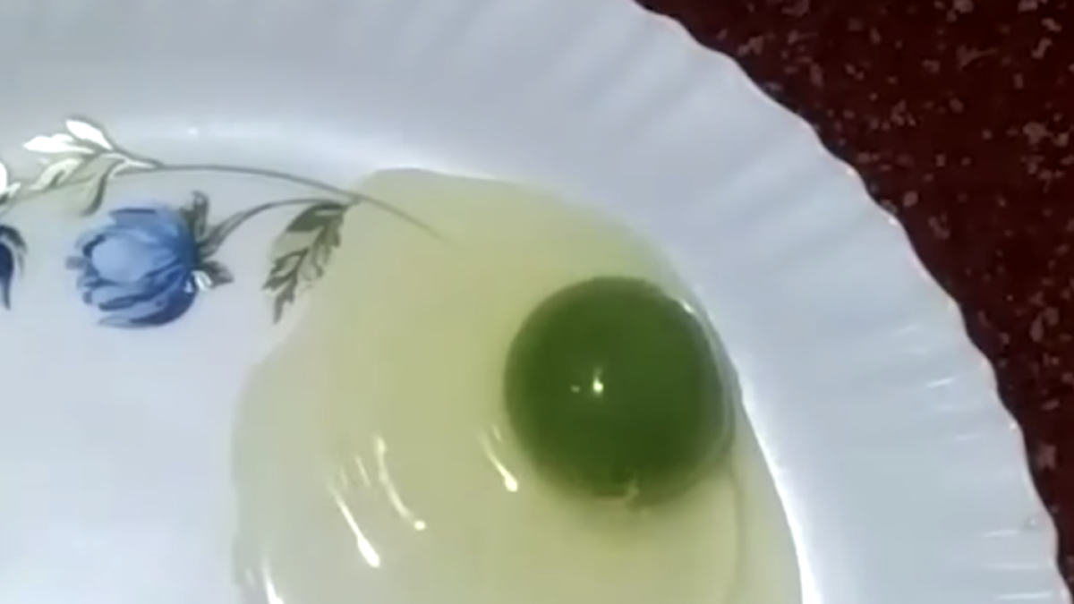 Les gallines d'un granger que s'han fet virals en pondre ous amb el rovell verd