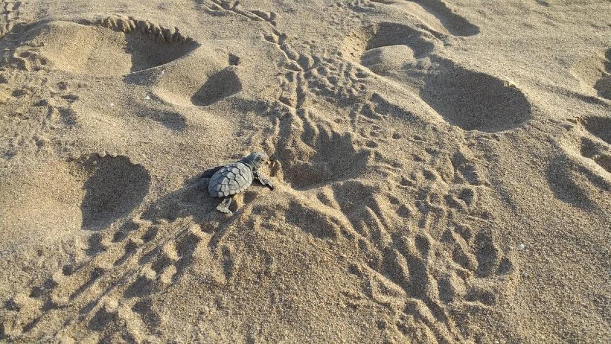 Estudien si l'increment dels nius de tortuga careta té relació amb l'escalfament global