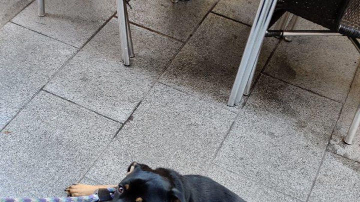 Busquen acollida per treure una gossa del carrer, a Tarragona