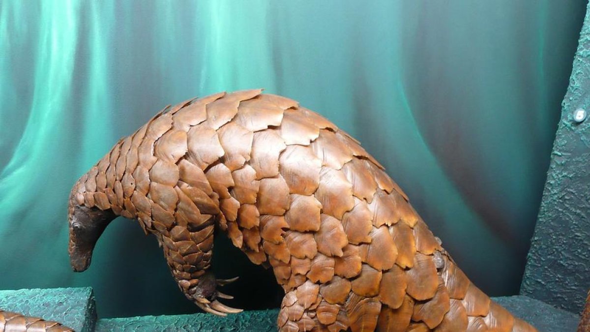 El consumo de animales salvajes en China, centro de las críticas por|para el coronavirus