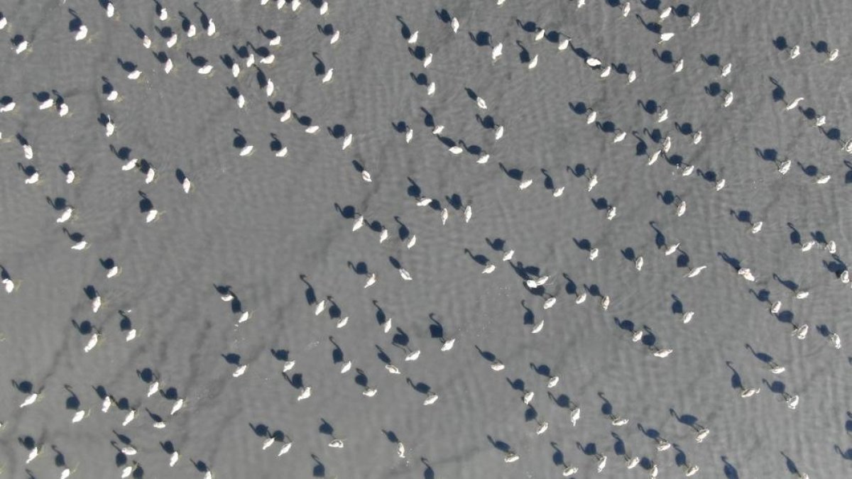 Màxim històric de polls de flamenc al delta de l'Ebre aquesta temporada