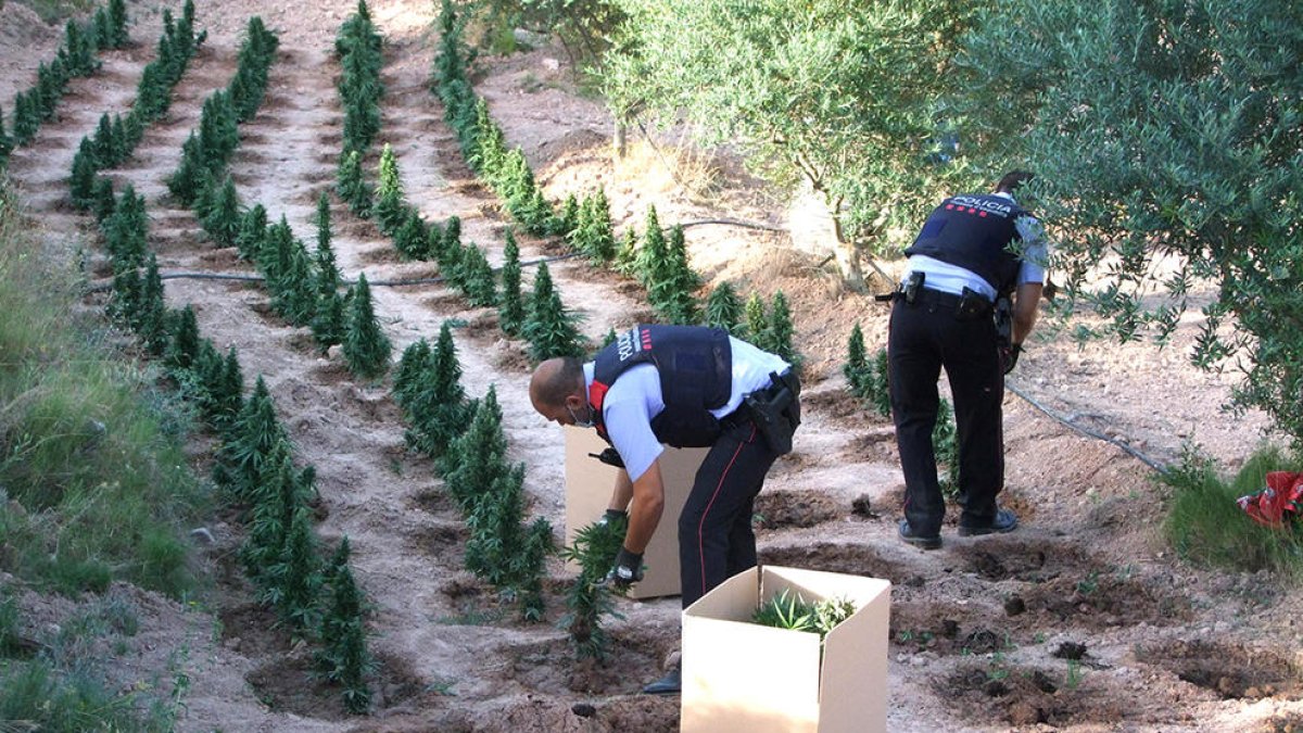 Los Mossos desmantelan una plantación de 1.800 plantas de marihuana en Flix