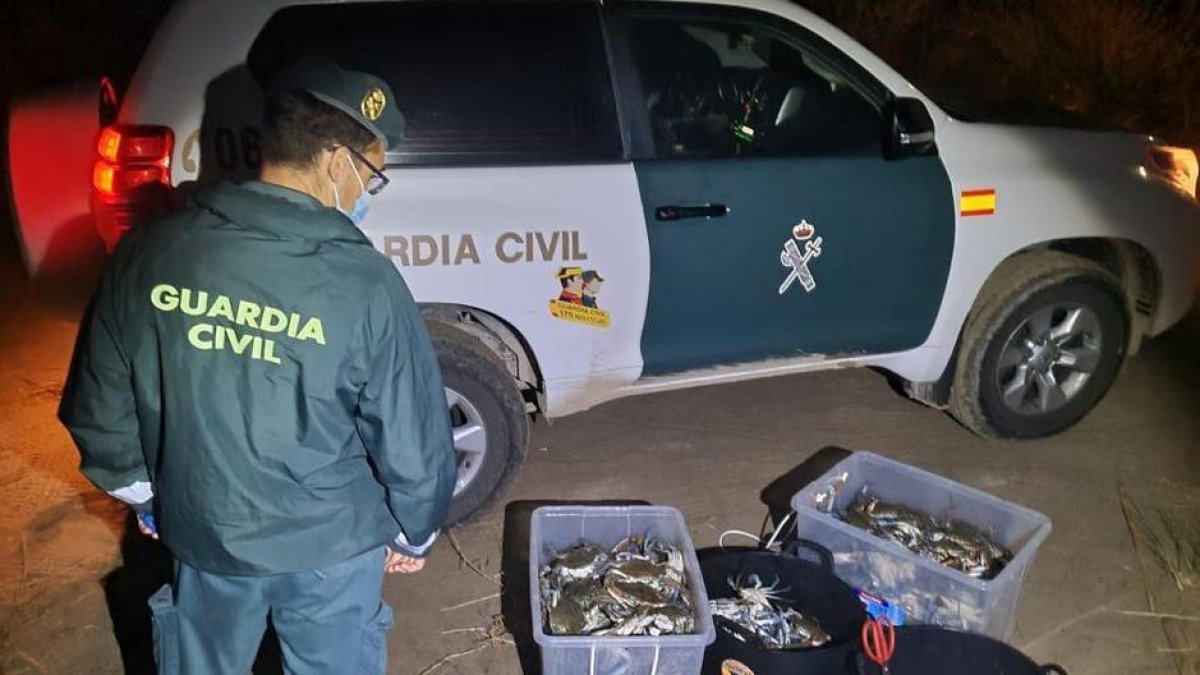 La Guardia Civil interviene más de 450 ejemplares de cangrejo azul vivos en l'Ampolla