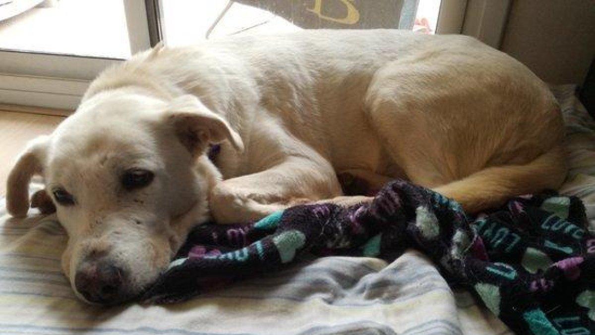 Se disparan las peticiones para adoptar y acoger perros en algunas protectoras