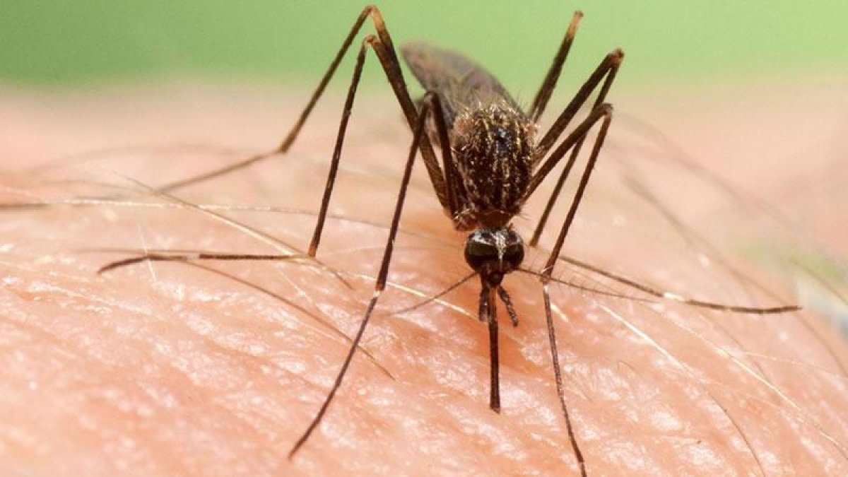 Imagen de archivo de un mosquito.