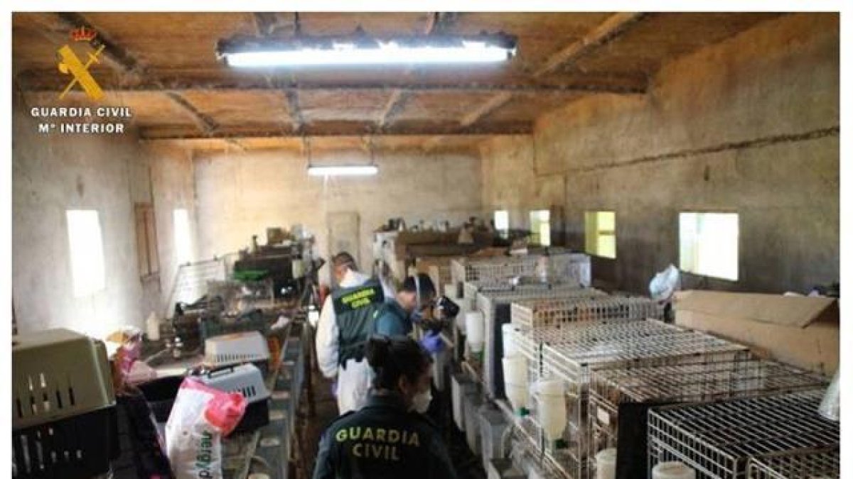 El Seprona localitza 544 gossos en condicions «deplorables» a Saragossa