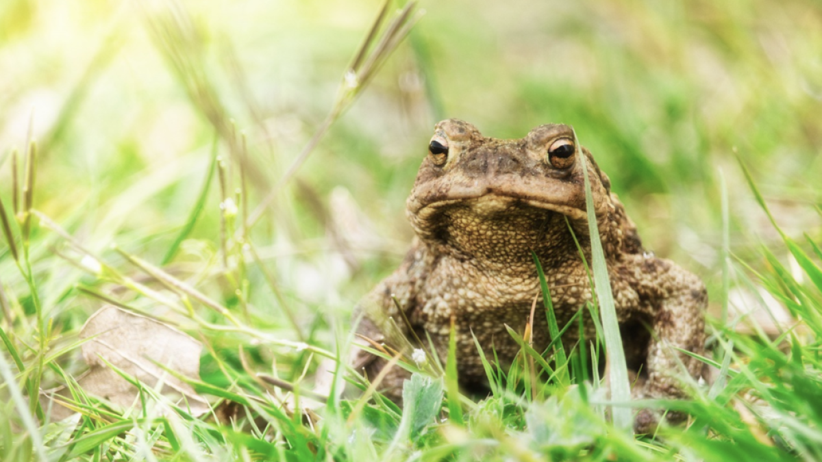 Detingut l'actor porno Nacho Vidal per la mort d'un home en un ritus amb verí de gripau