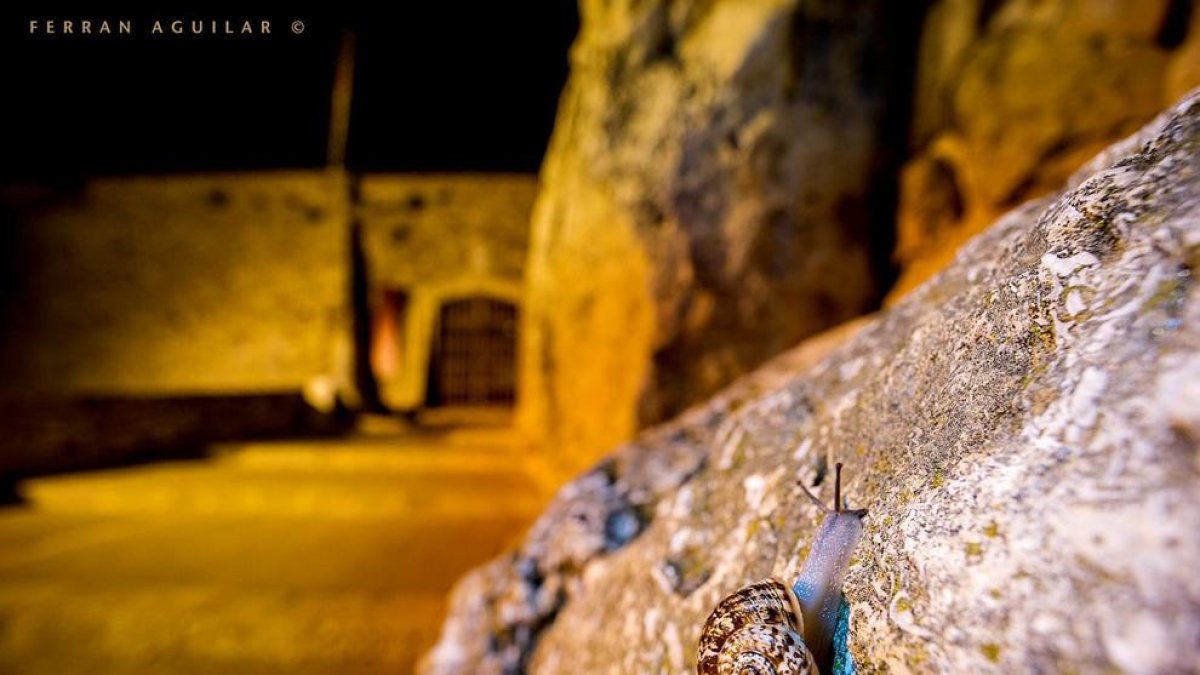 Un caragol endèmic de Mallorca colonitza la Muralla i la Catedral