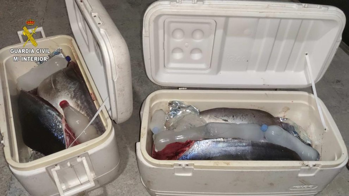 La Guàrdia Civil confisca 120 quilos de tonyina roja a un pescador recreatiu a l'Hospitalet de l'Infant