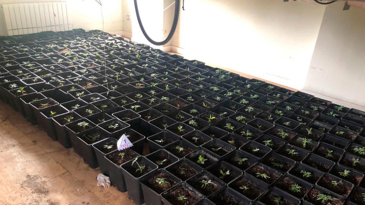 Detenidos cuatro miembros de un clan familiar que habían ocupado una casa para hacer una plantación indoor de marihuana