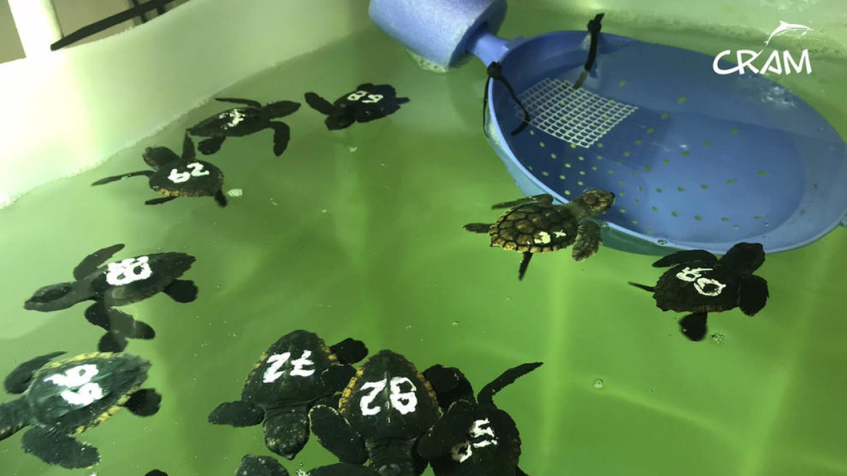 Las tortugas nacidas de los dos nidos de la Mascletà en la Pineda evolucionan favorablemente