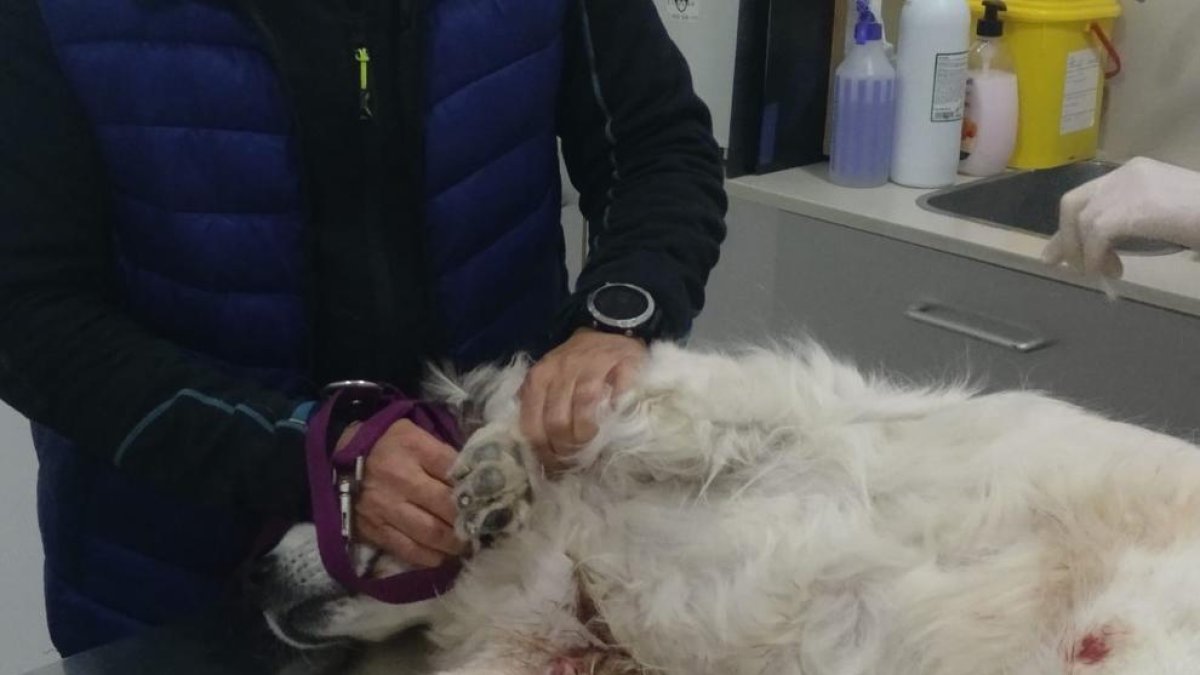 Denuncien la inacció del consistori del Catllar davant l'atac de tres gossos