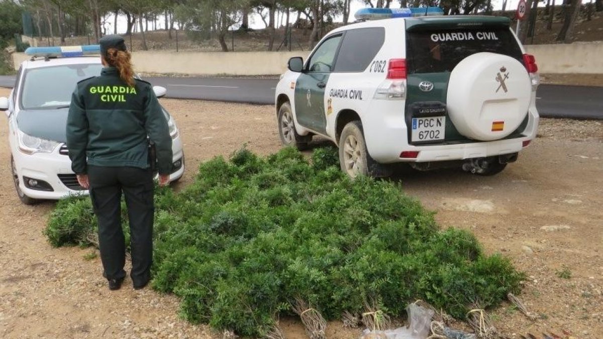 Enxampen a 5 veïns de Reus recol·lectant llentiscle sense autorització al Perelló