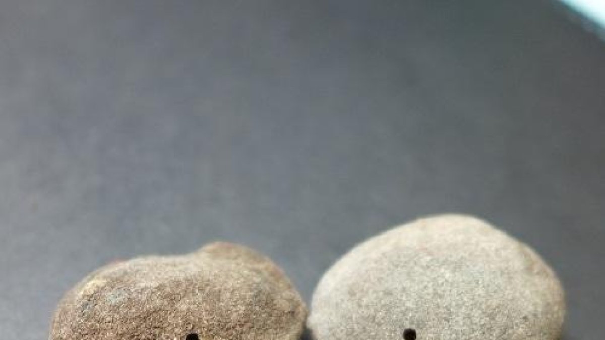 Agricultura recomienda quemar las almendras afectadas por la Vespeta del almendro