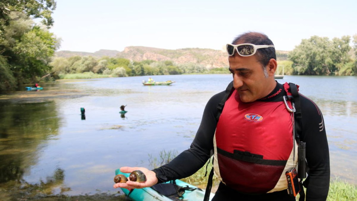 La CHE inicia una nova campanya de control del caragol maçana al tram final de l'Ebre