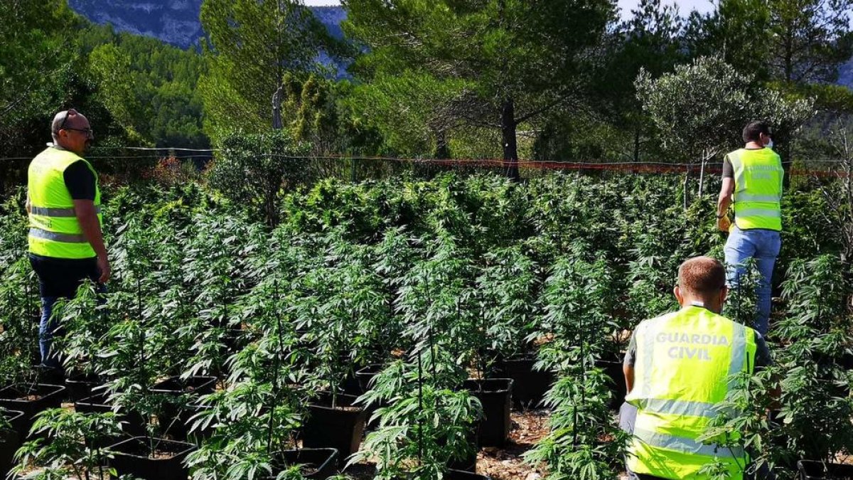 Localitzen més de 3.500 plantes de marihuana al barranc de Llastres de Masboquera