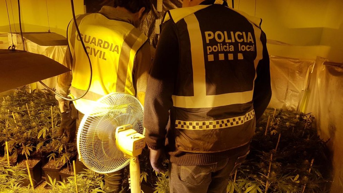 Desmantelan una plantación con más de 300 plantas de marihuana en Roda de Berà