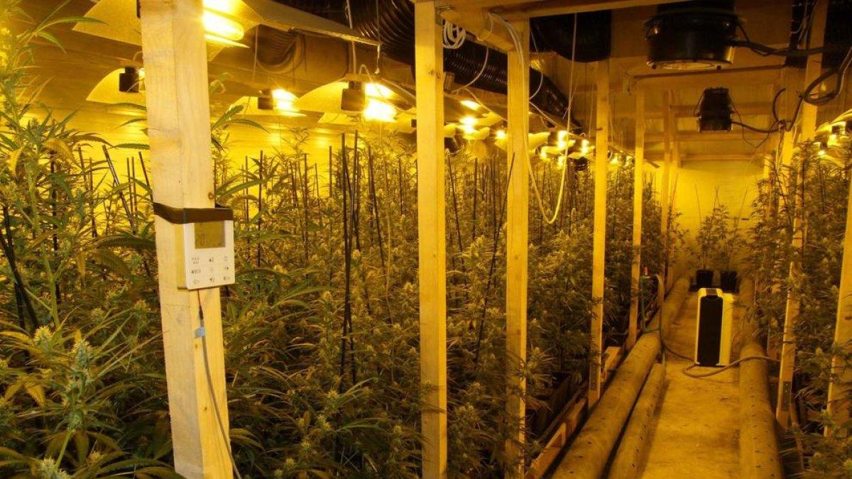 Desmanteladas tres plantaciones de marihuana en Botarell