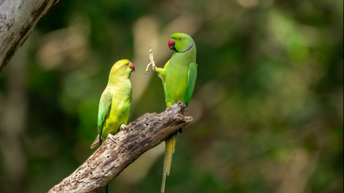 La naturaleza salvaje, y cómica