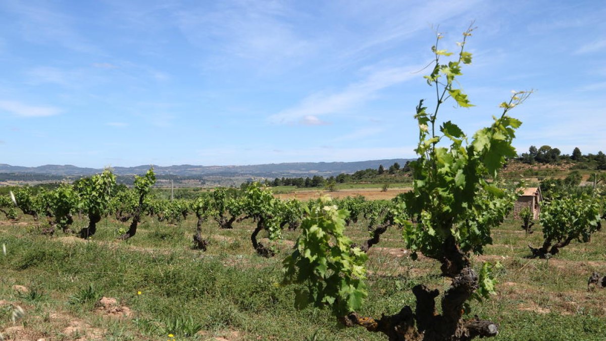La DON Conca de Barberà redobla la apuesta por el enoturismo para paliar la crisis de la covid-19