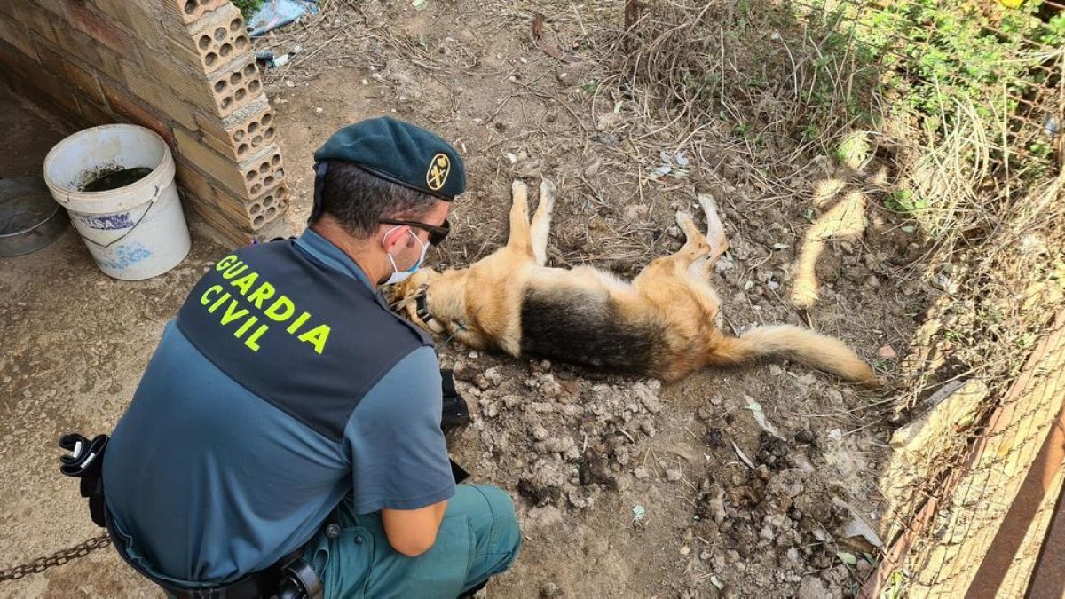 Investiguen un veí de l'Aldea per tenir un pastor alemany mort a la seva finca