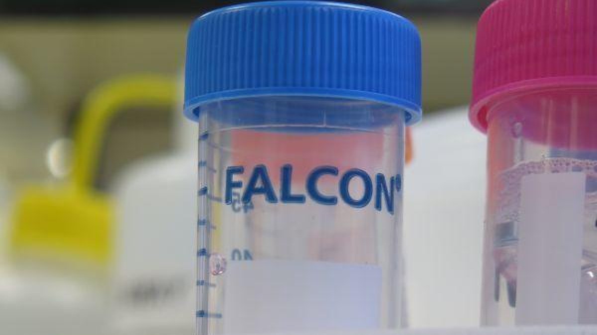 Definen la primera secuencia genoma del coronavirus para estudiar la inmunidad