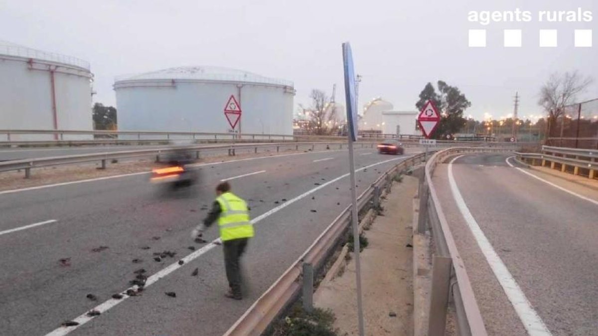 Agentes Rurales confirman la muerte por politraumatismo de los estorninos en Tarragona