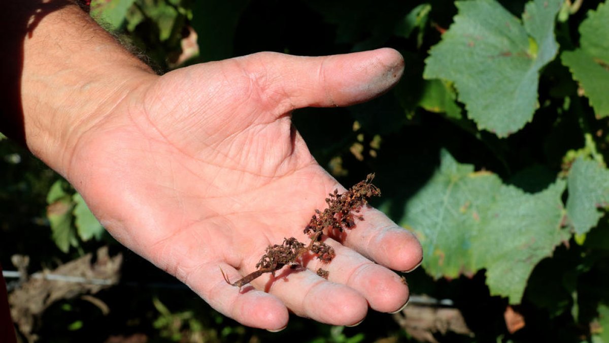 vendimia, mildiu, uva