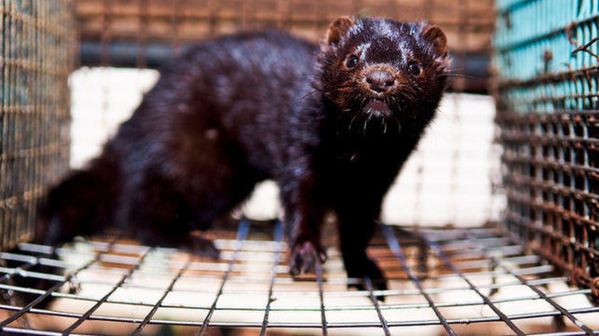 Los Países Bajos sacrifican miles de visones para evitar contagios de Covid-19