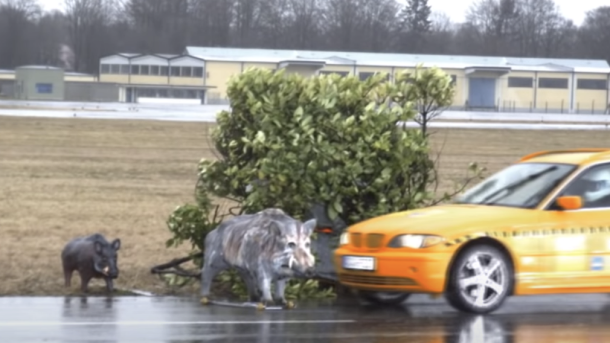 ¿Qué hacer si encontramos animales en la carretera mientras conducimos?
