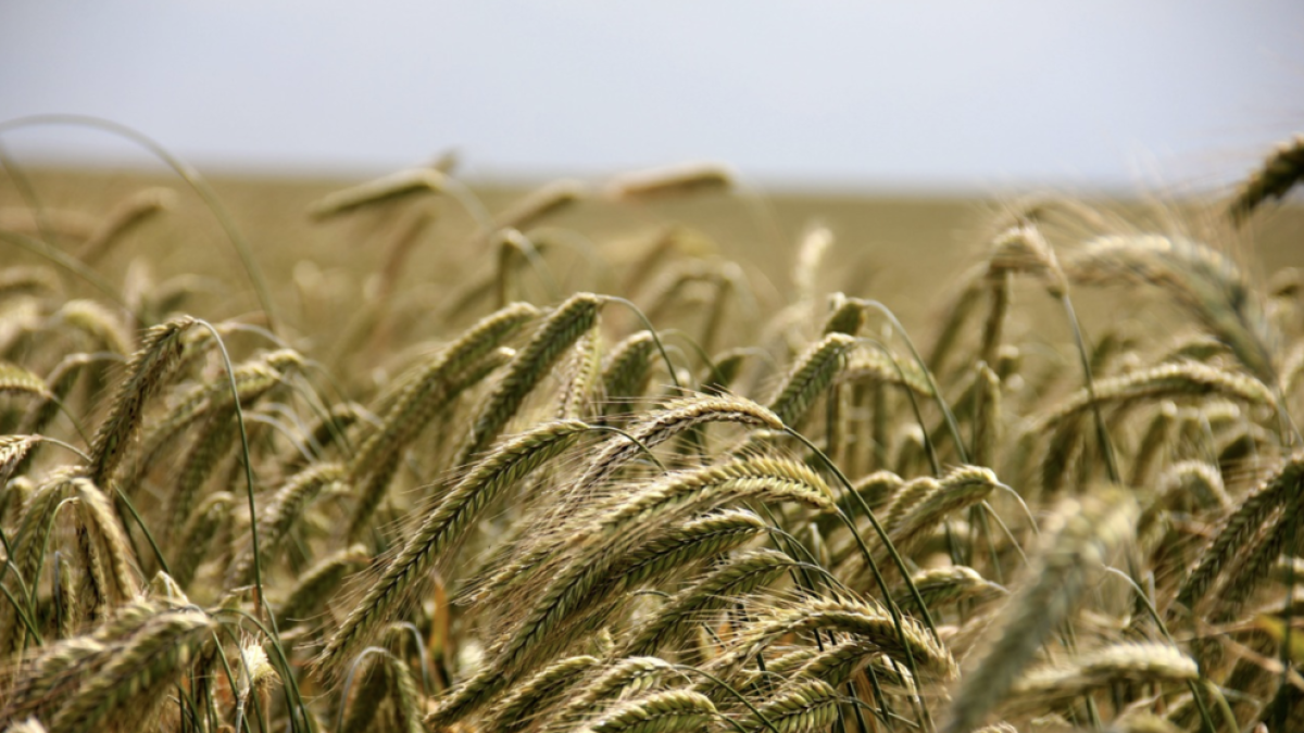 Imagen de archivo de un campo de trigo.