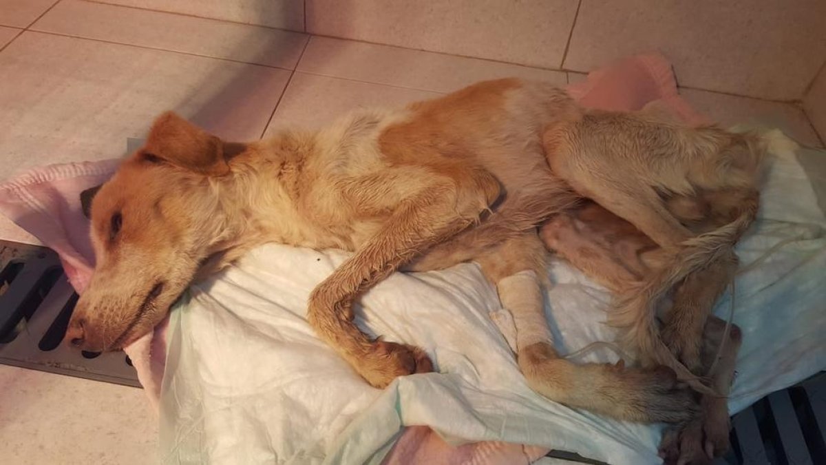 Una entidad protectora lucha por salvar un perro rescatado con un «aliento de vida»