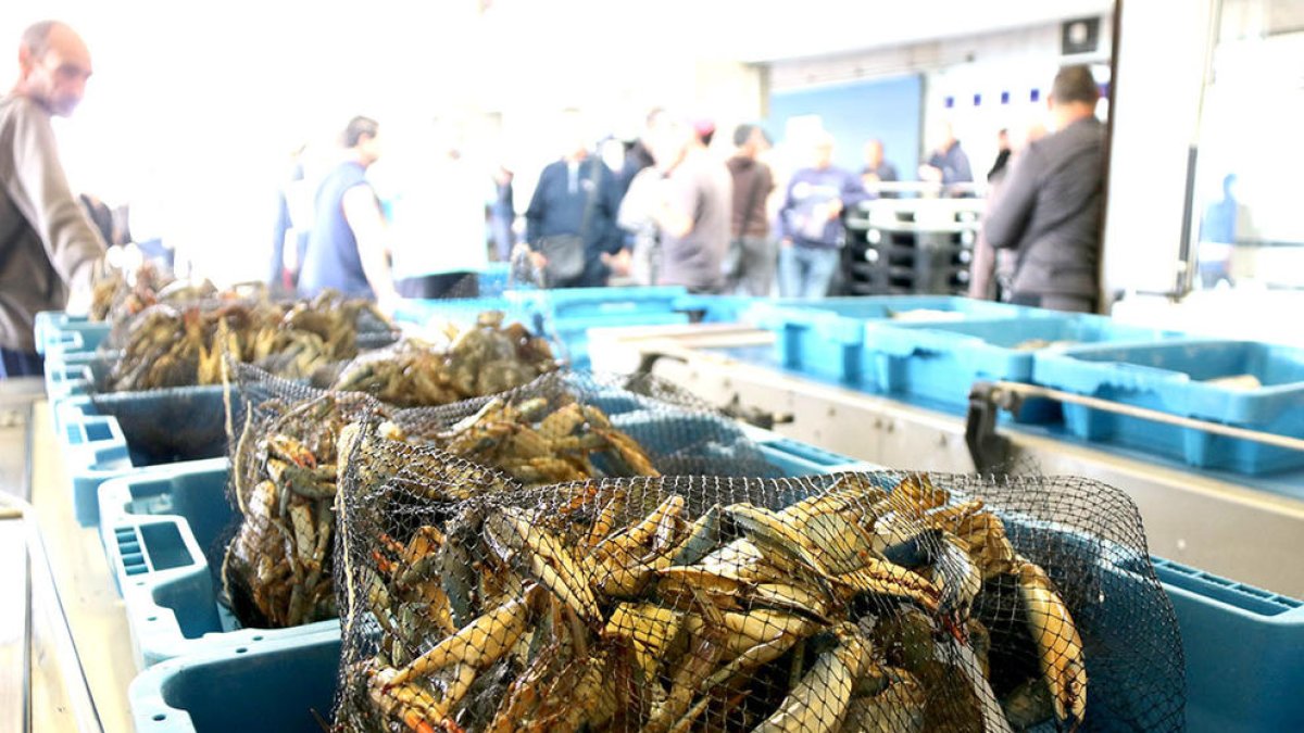 En cuatro años se han capturado más de 2 millones de cangrejos azules, la mayoría en las Terres de l'Ebre